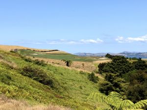 Kauri Cliffs 4th Up One